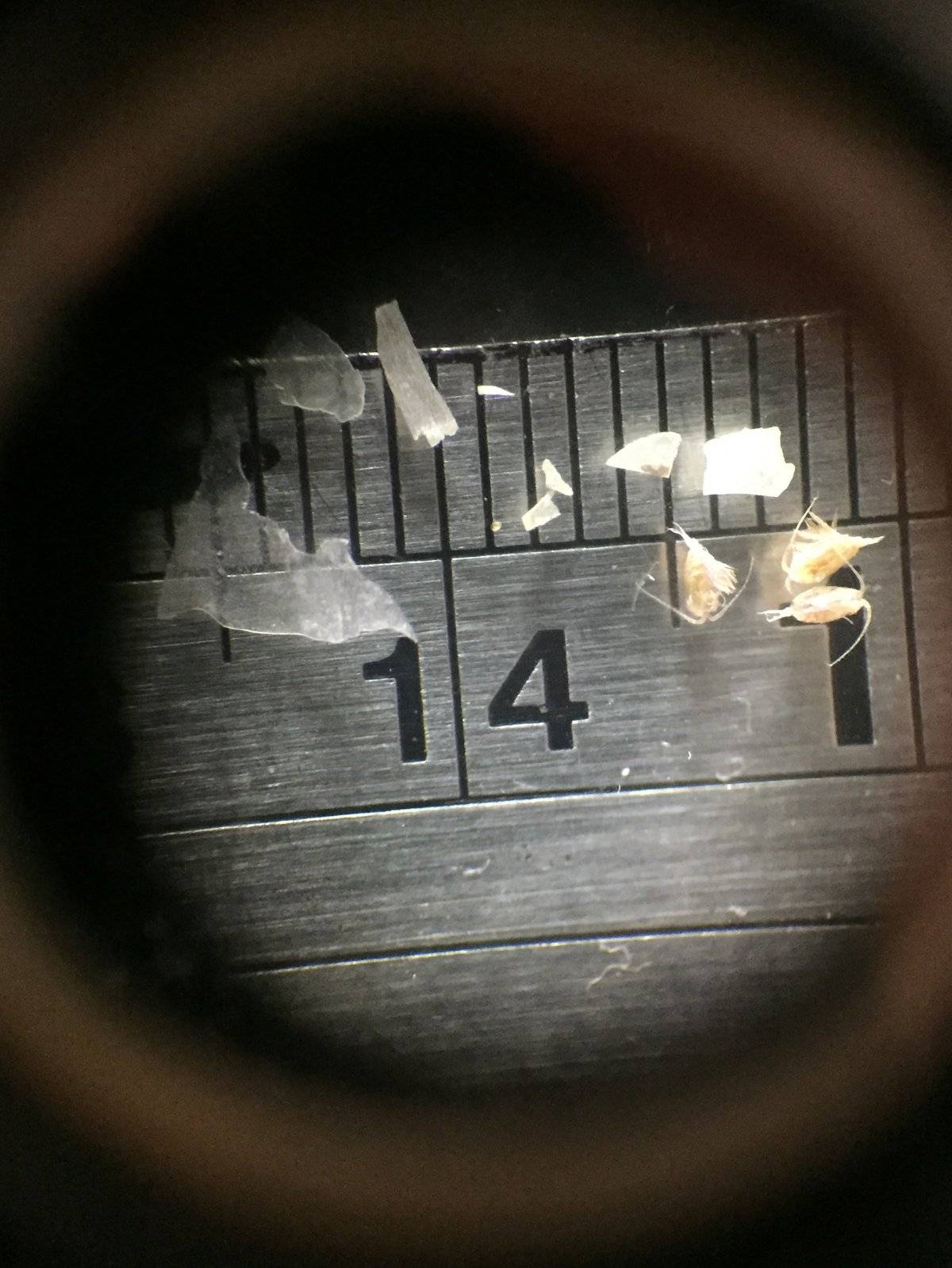 Los microplásticos son pequeñas partículas de plásticos que miden menos de 5 milímetros
