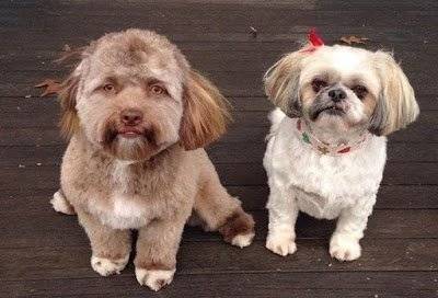 Bob, el perro con cara de humano