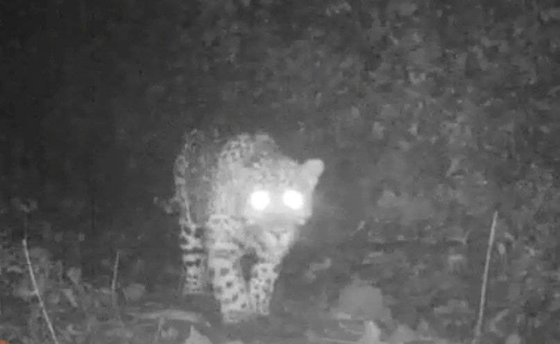 Jaguar en Antioquia