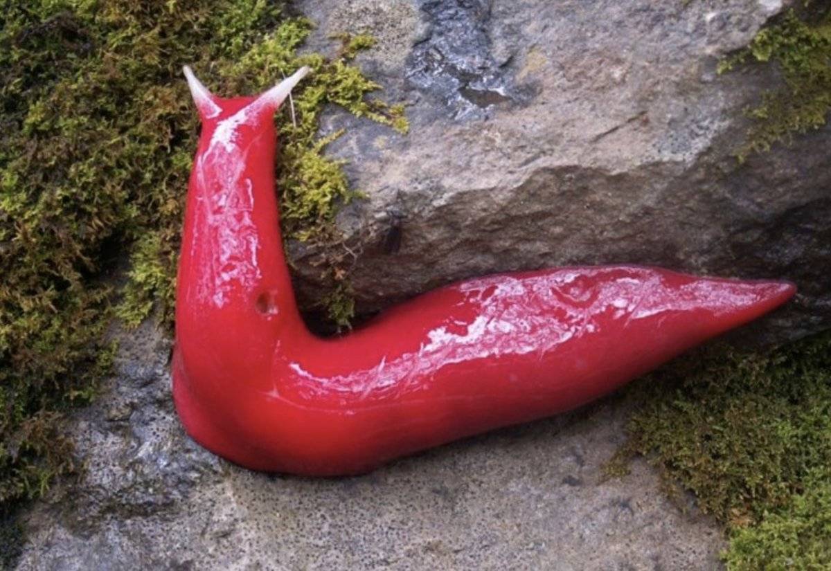 Gusano