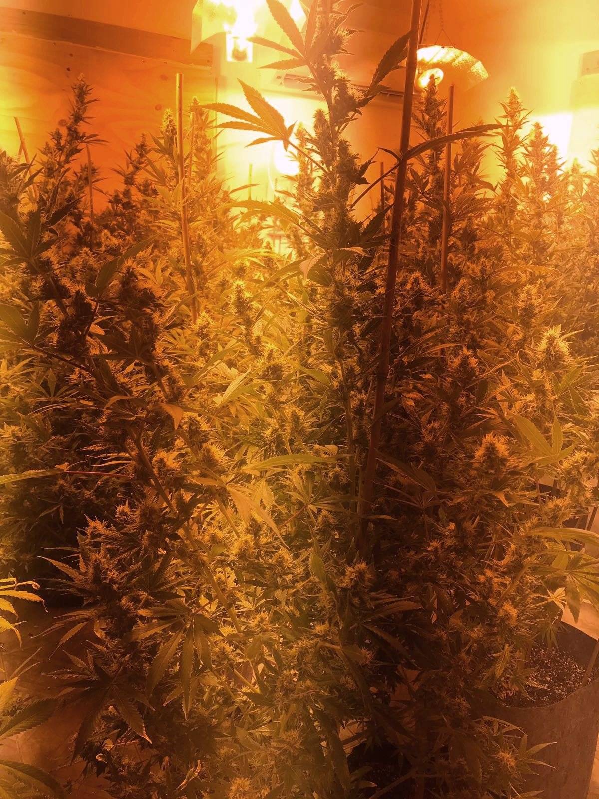 Confiscan más de 100 matas de marihuana durante allanamiento en Barceloneta
