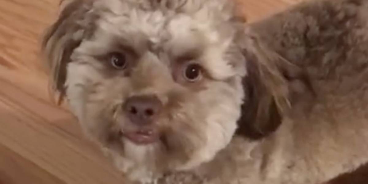 Este perro con cara de humano está causando furor en redes sociales