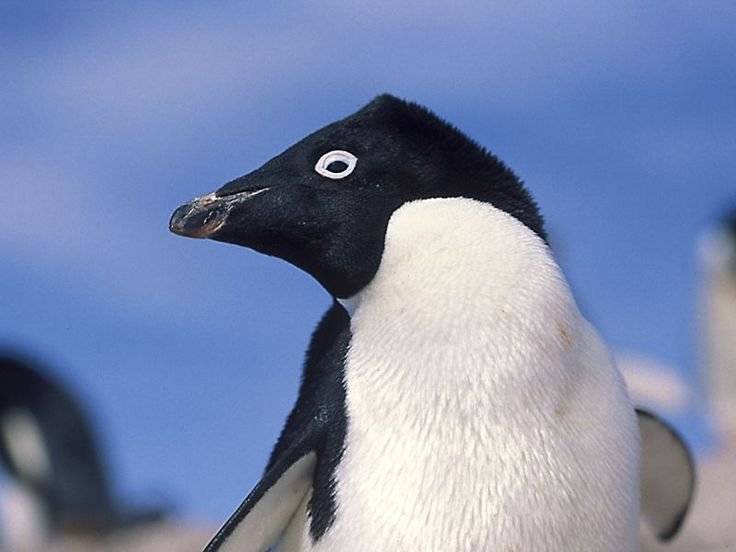 pingüino