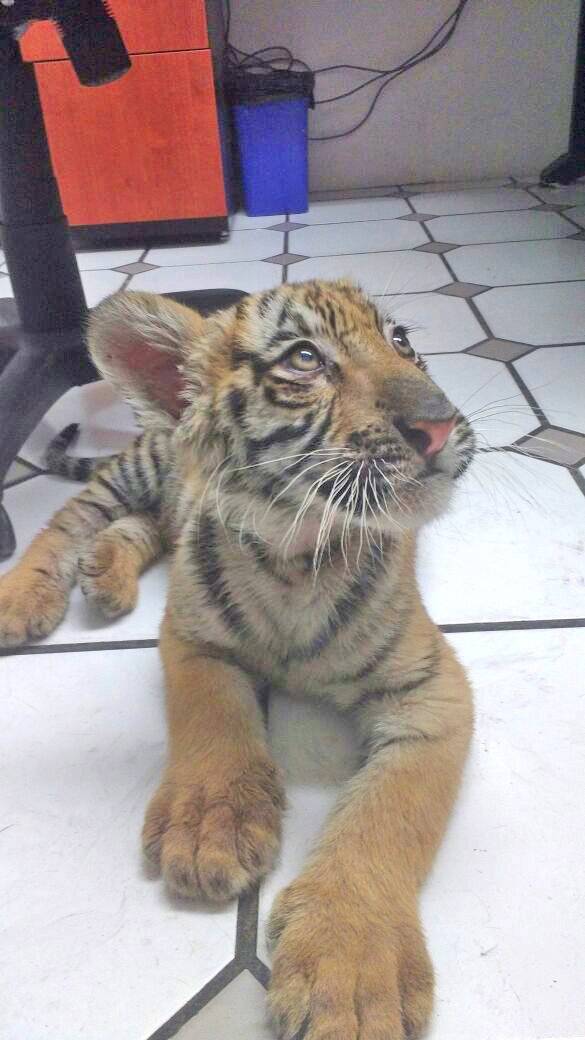 Envían a santuario felino a dos tigres rescatados en Jalisco