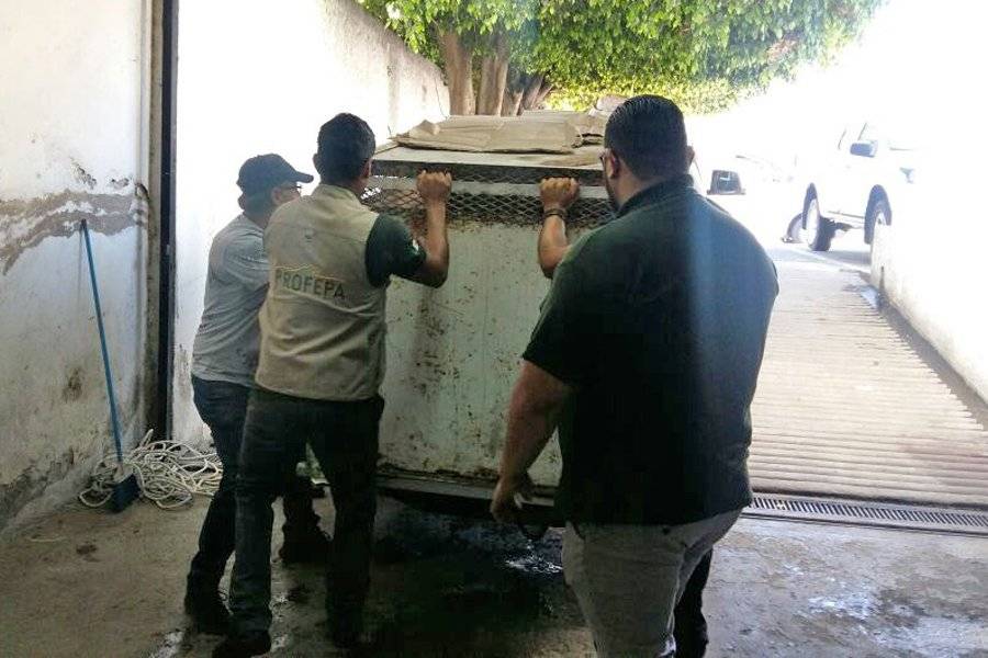 Envían a santuario felino a dos tigres rescatados en Jalisco