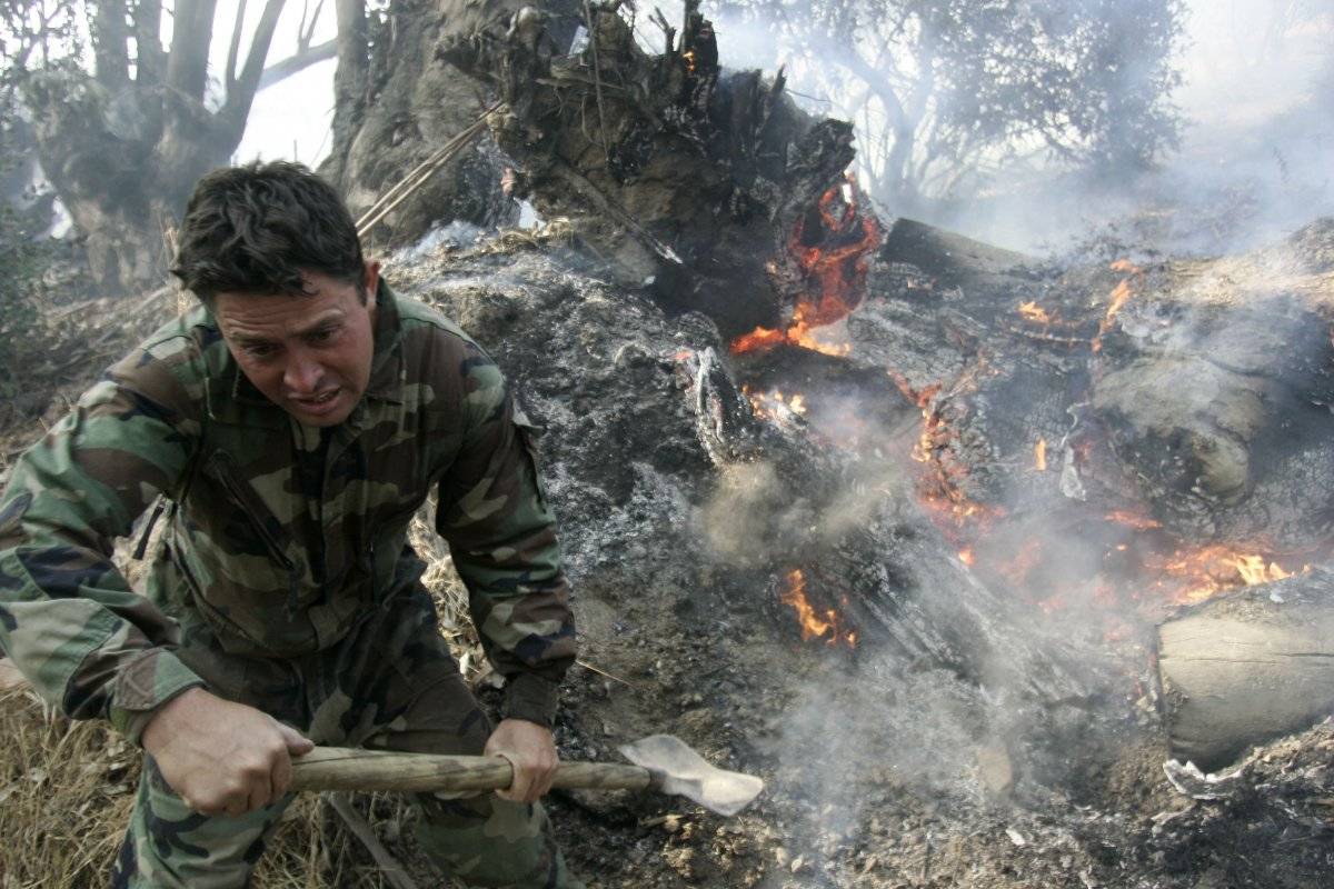 reforestemos