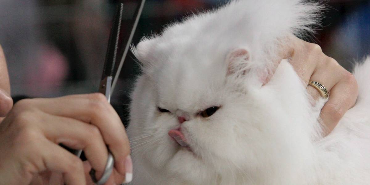 Los mejores snacks para gatos