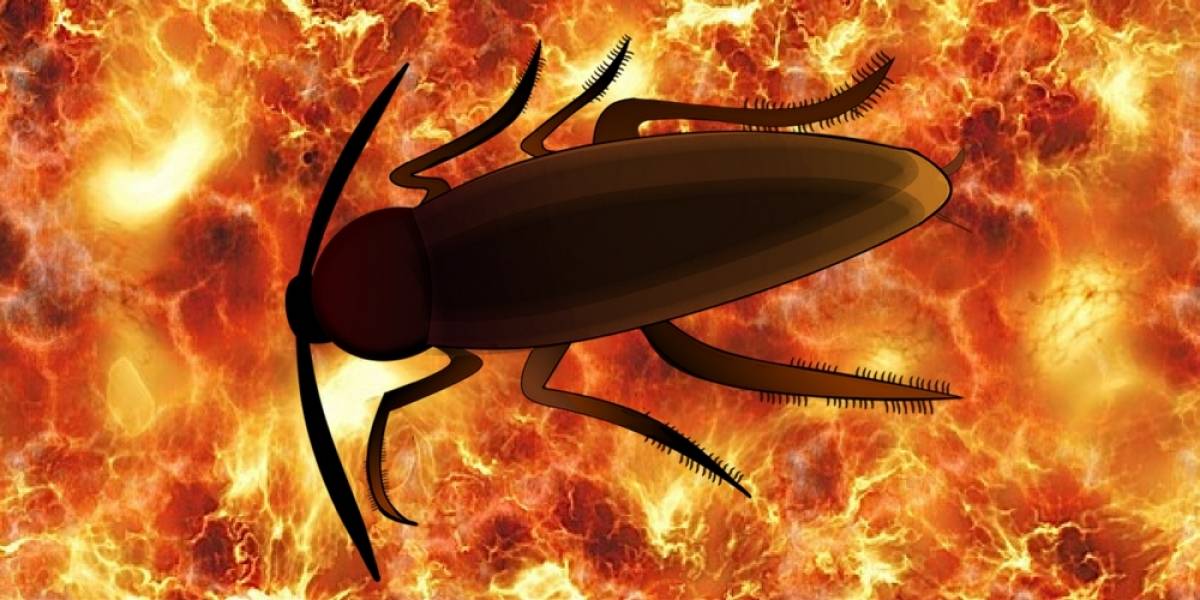 ¿Por qué las cucarachas son tan difíciles de matar? Una nueva secuencia de su genoma lo explica