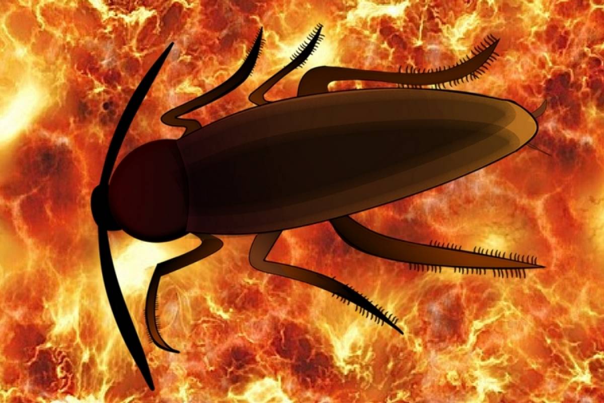 Porque Sobreviven Las Cucarachas A Una Bomba Nuclear