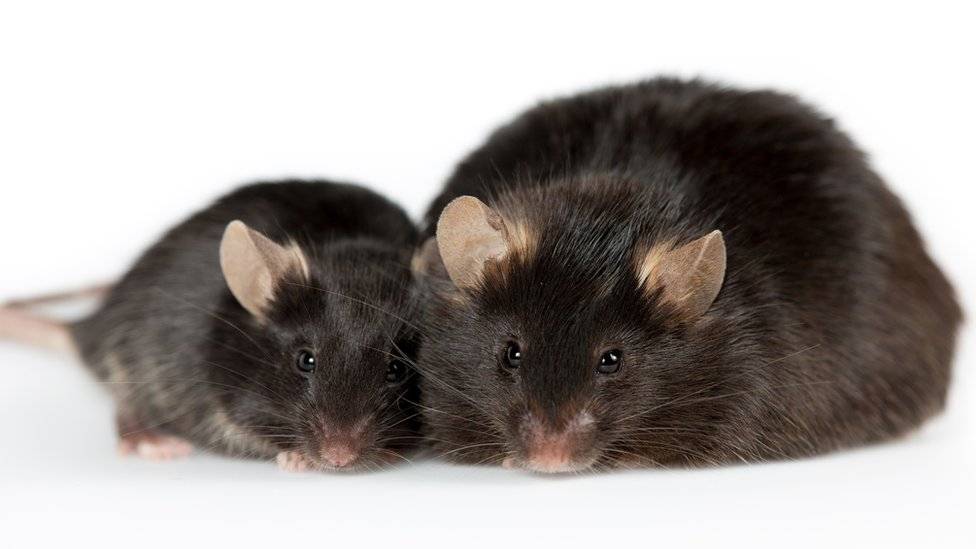 Ratones Ratones