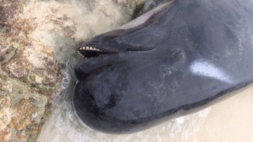 100537919whale4-610446d0d8edd3849128a002cb0d7825.jpg