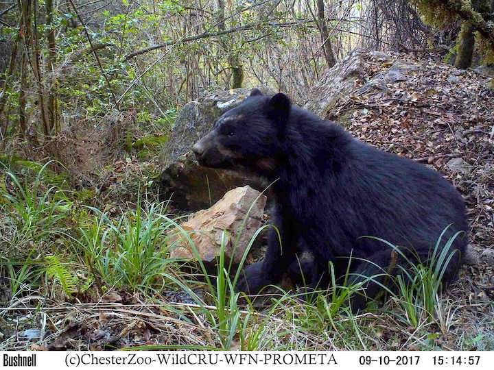 Oso Andino o Jucumari (Tremarctos ornatus), en el bosque seco interandino del departamento de Tarija.