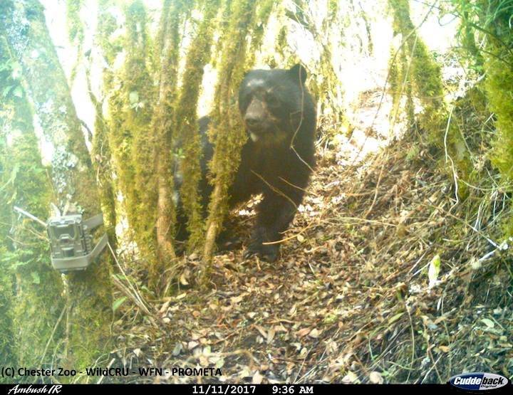 Las cámaras trampa han permitido registrar el comportamiento del Oso Andino o Jucumari (Tremarctos ornatus).