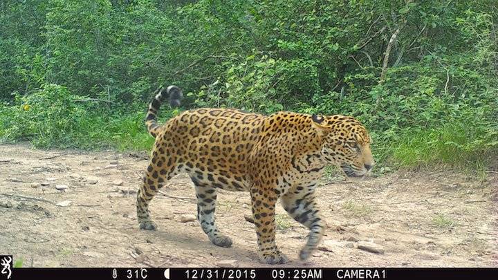 Las cámaras trampa en la estancia San Miguelito han registrado la presencia de 10 jaguares adultos.