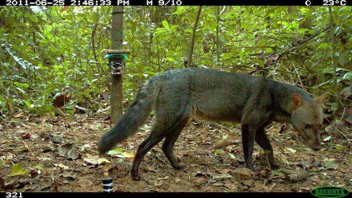 Perro de orejas cortas (Atelocynus microtis).