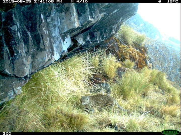 Gato montés (Leopardus colocolo).