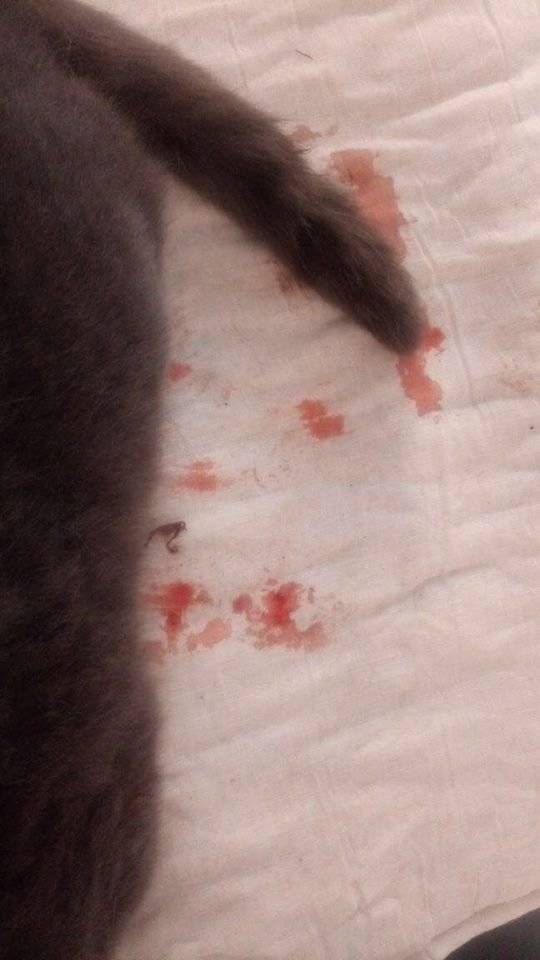 Rescate a gato