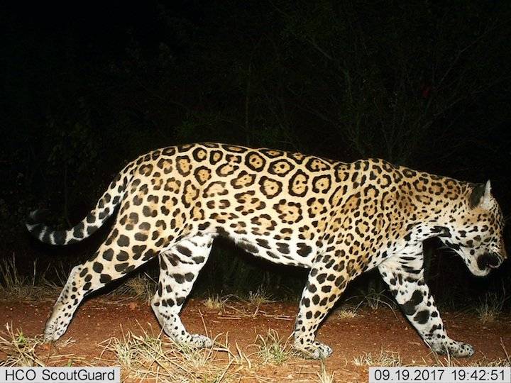 Jaguar (Panthera onca).