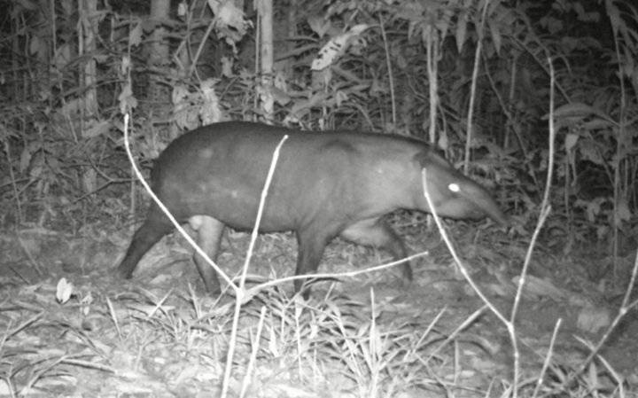 Tapir.