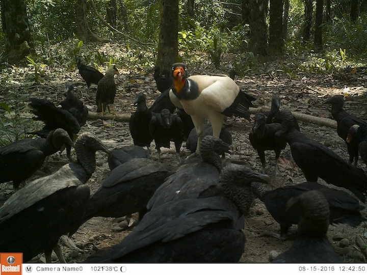 Cóndor Blanco (Sarcoramphus papa) comiendo los restos de un chancho en la Reserva Natural Barba Azul.