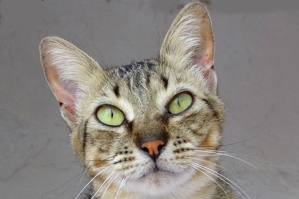 Bonnie