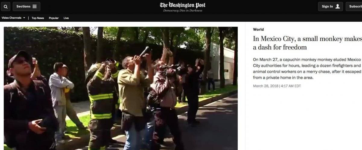 Cobertura del Washington Post sobre el mono capuchino
