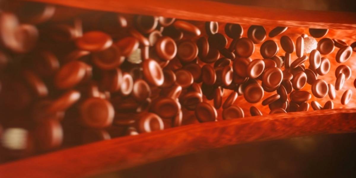 Este estudio del MIT podría revertir la degradación muscular causada por la edad