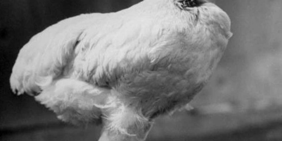 La gallina que sigue viviendo sin cabeza