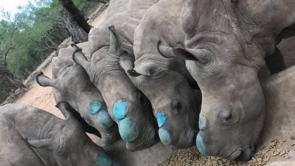 100630231rhinoconservation-b8b2689299bf87db8914dbb7ddbe9192.jpg