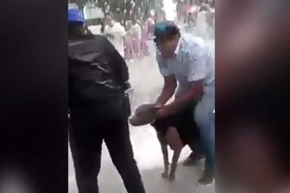Pitbull ataca a una niña #Video