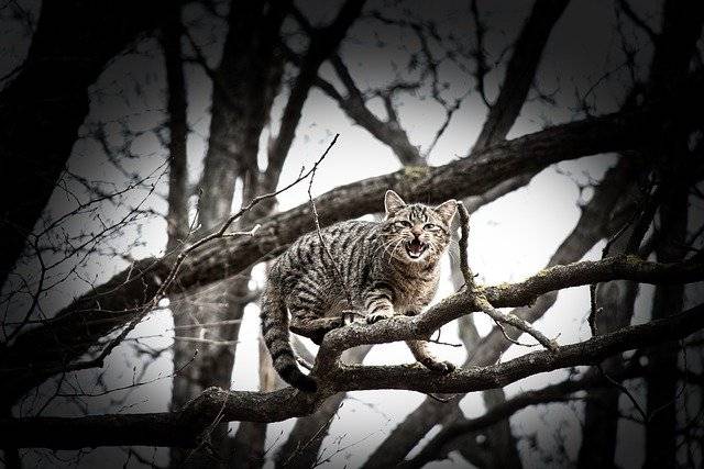 Gato atrapado en árbol