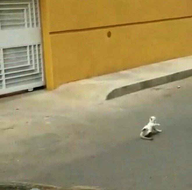 GATO
