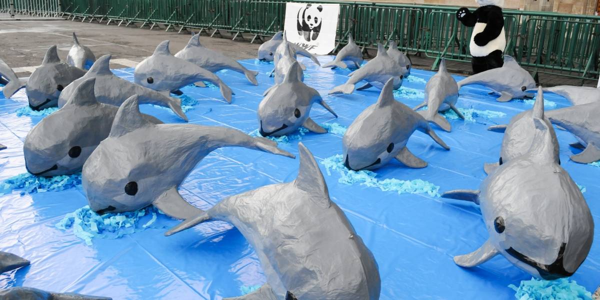 Encuentran vaquita marina muerta por asfixia