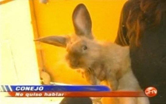 conejo