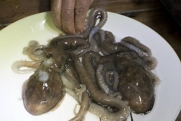 Pulpo vivo