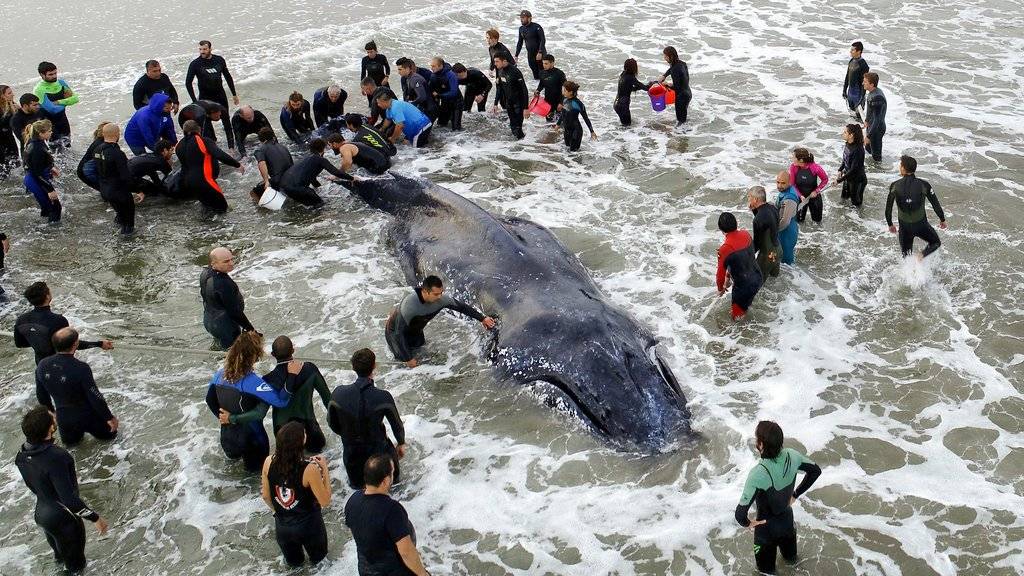 Ballena varada