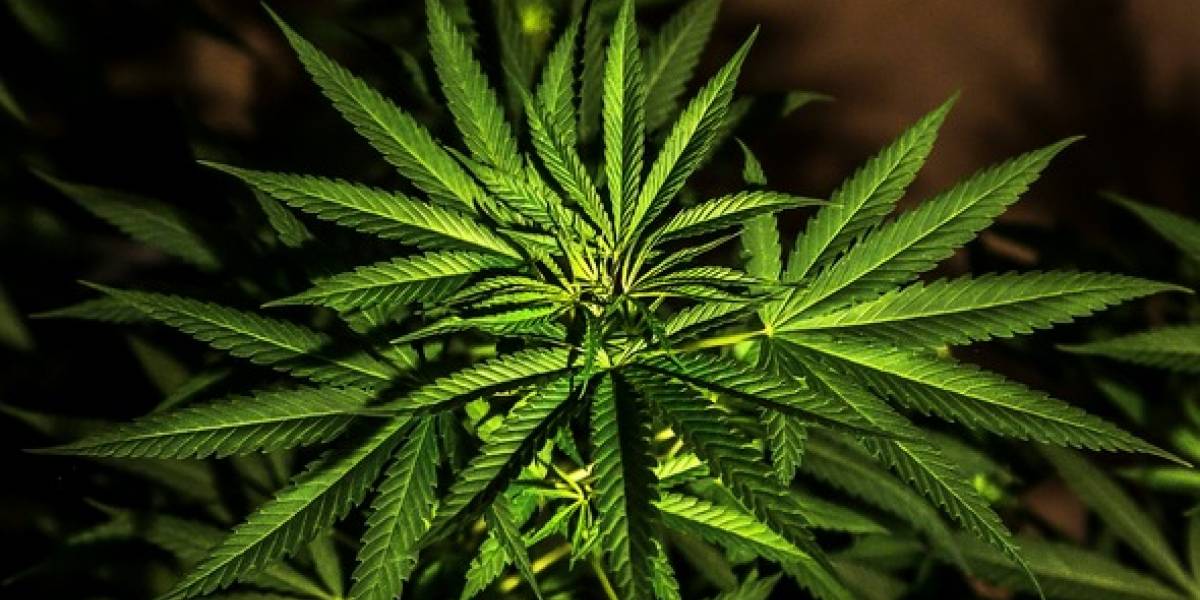 Va al hospital por aborto; le sacan 1 kg de marihuana