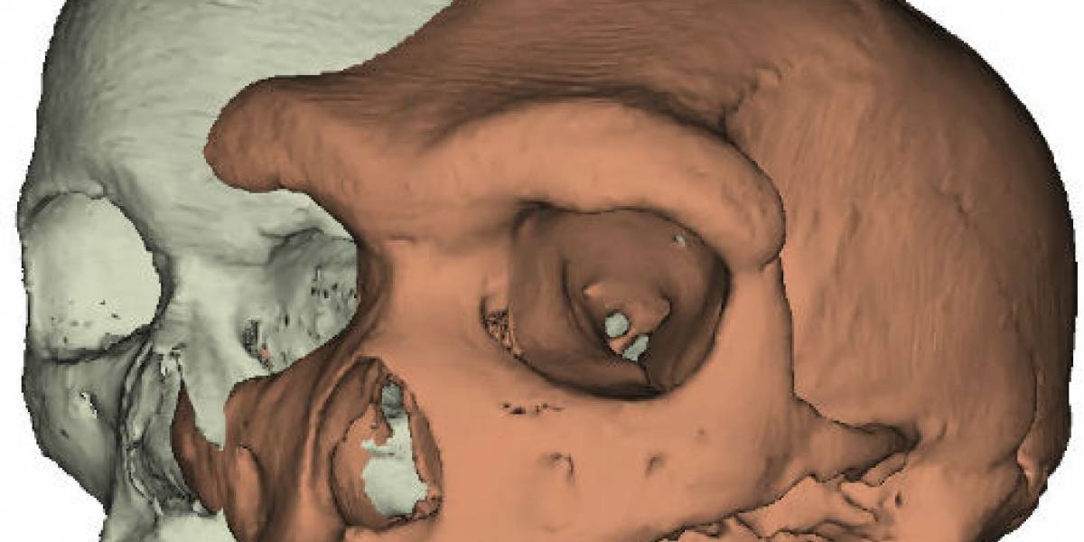 La clave de nuestra evolución podría estar en nuestras cejas