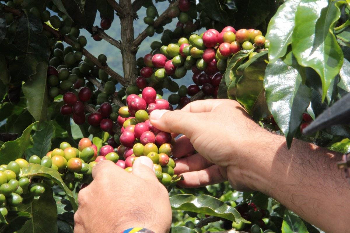 Café Valle del Cauca