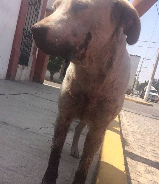 Maltrato animal