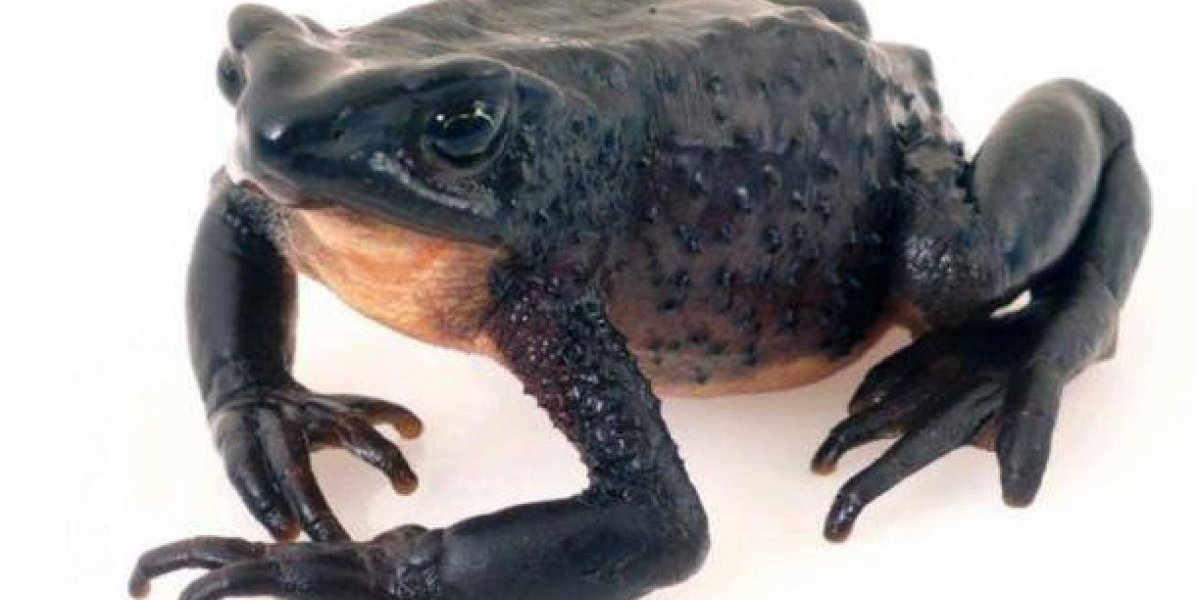 Niño indígena encontró un sapo que se creía extinto y así logró pagar sus estudios