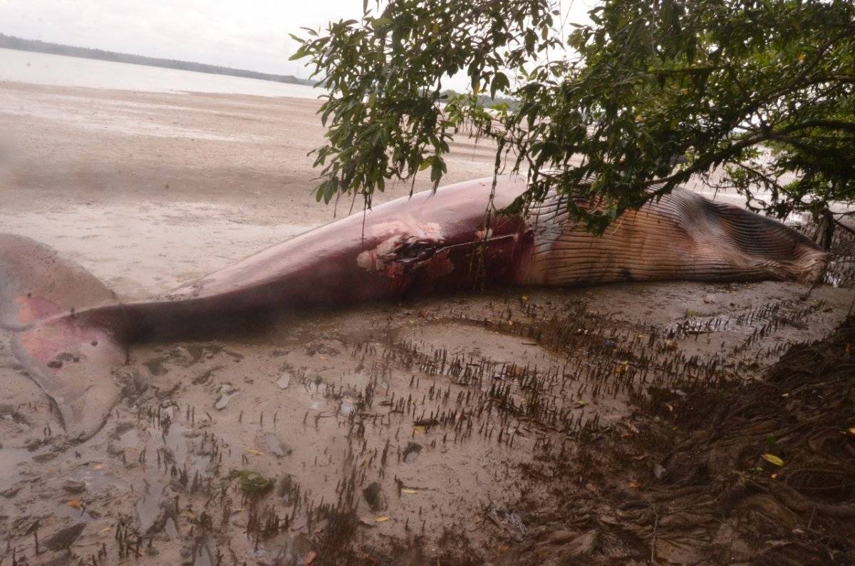 ballena