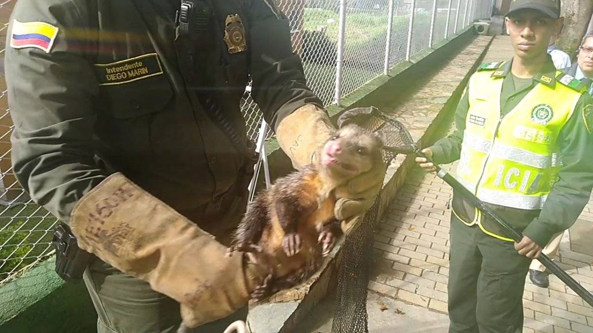 Zarigüeya rescatada en Medellín