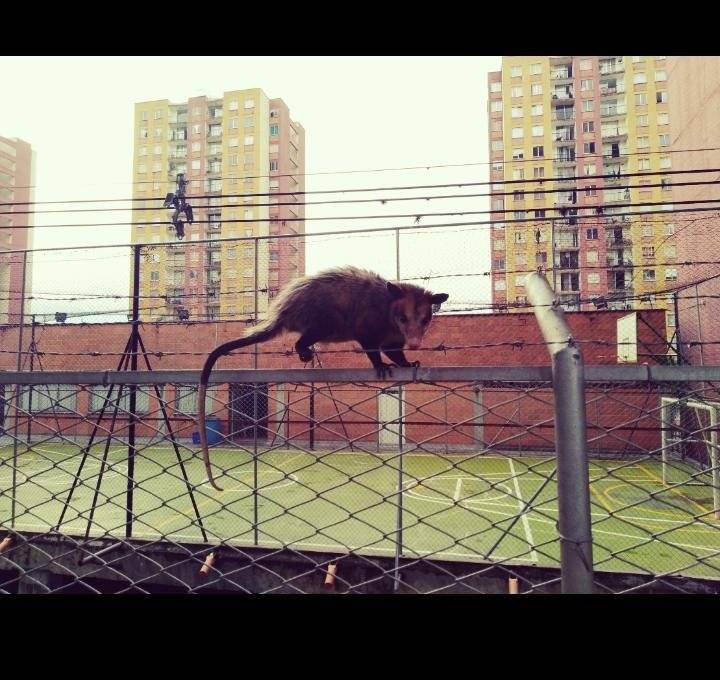 Zarigüeya rescatada en Medellín