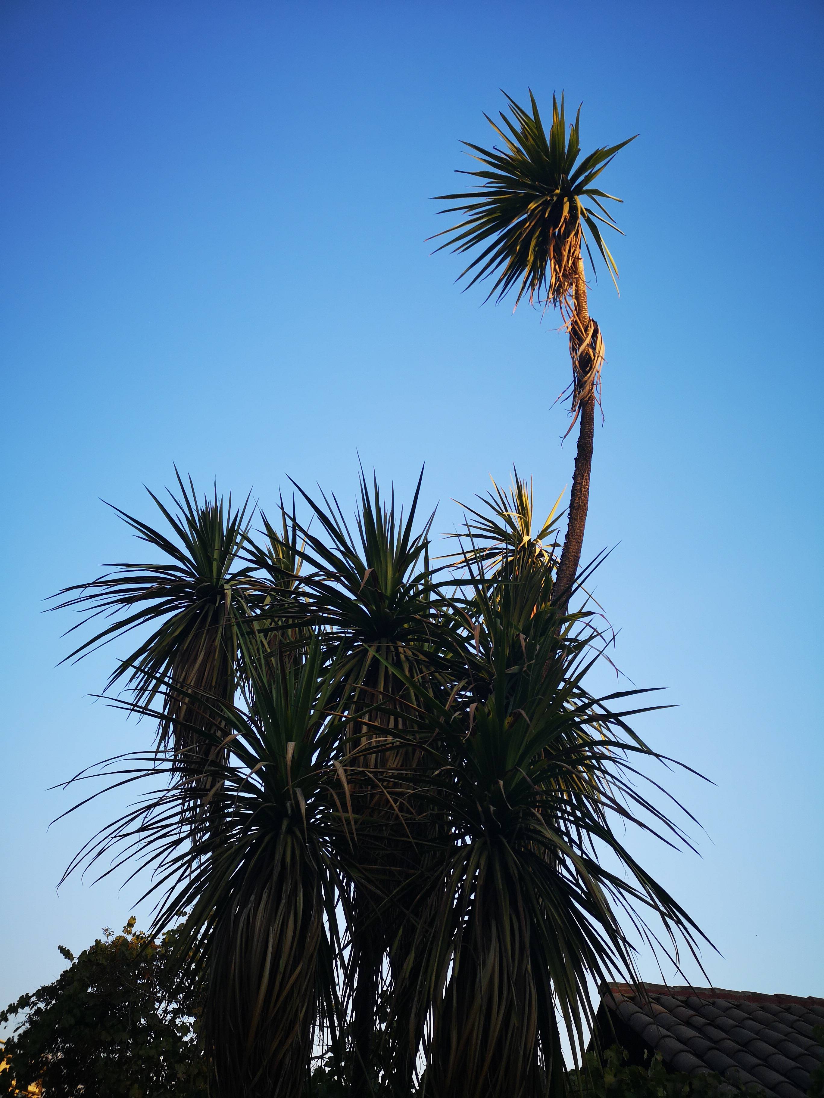 Palmera P20 Pro Palmera P20 Pro
