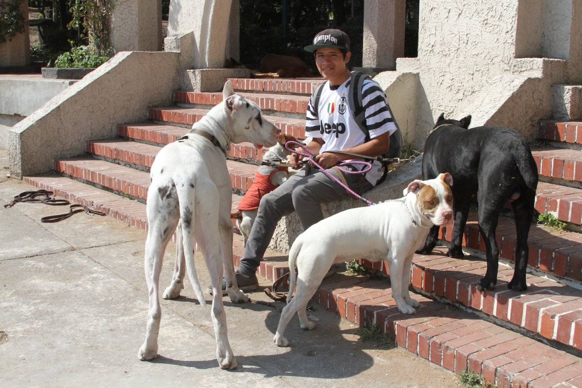paseadoresdeperros-33db64a10811eb6e51ee1d4923da2263.jpg