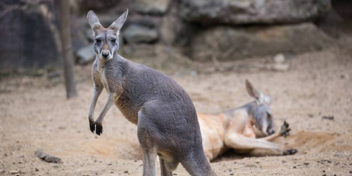 China: visitantes de un Zoo matan a piedrazos a un canguro China: visitantes de un Zoo matan a piedrazos a un canguro
