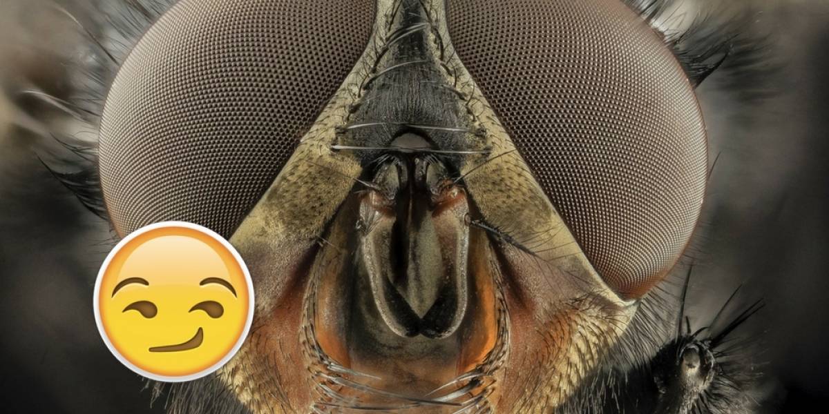 Las moscas aman eyacular: lo ha confirmado un estudio científico