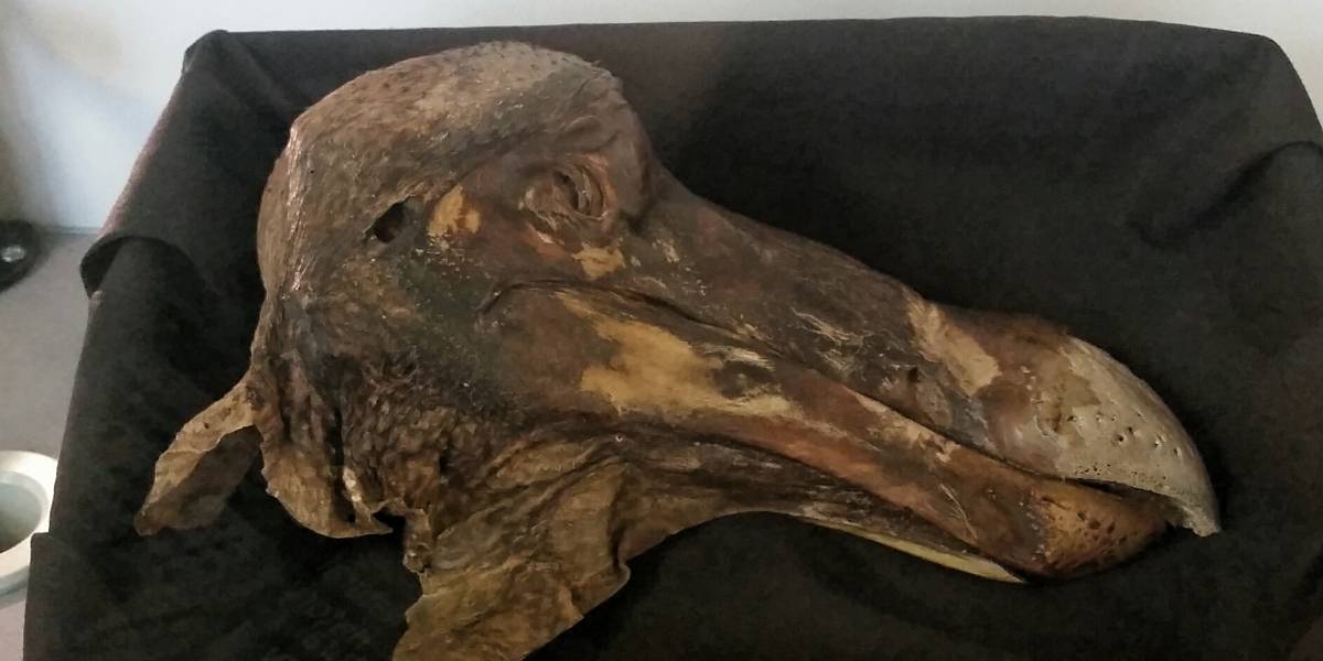 La tecnología revela quién es el culpable de la extinción del famoso pájaro Dodo