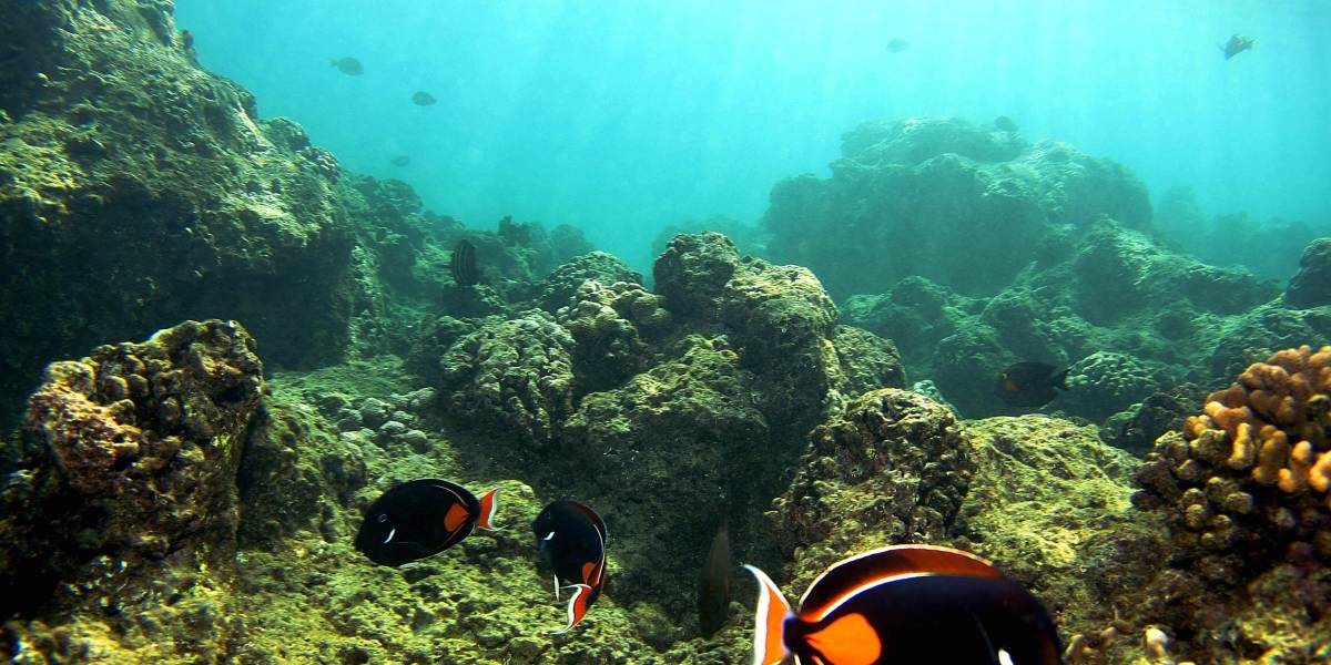 En Puerto Rico se están reparando arrecifes de coral dañados por huracanes Irma y María en 2017